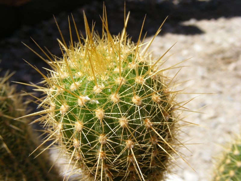 Succulent Varieties