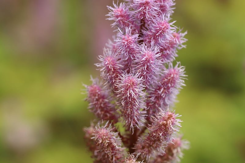 Astilbes