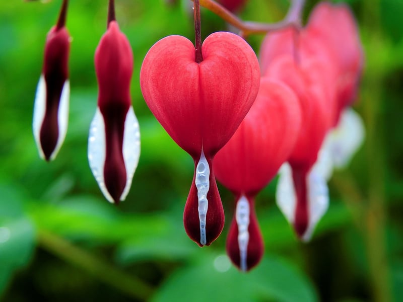Bleeding Hearts