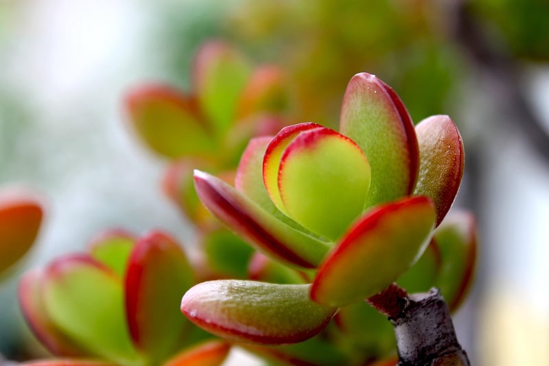 Crassula Succulent