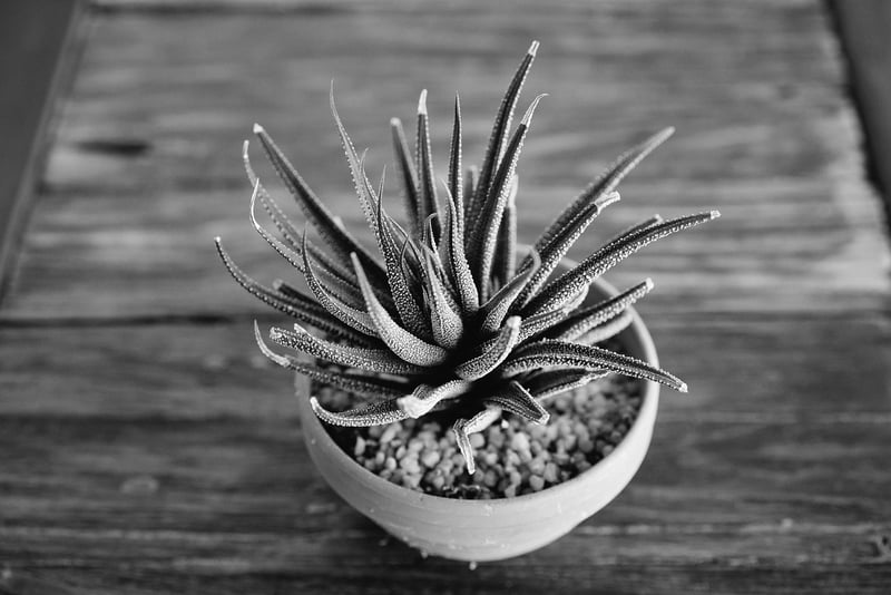 Haworthia Succulent