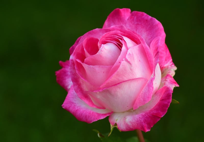 Enchanted Rainbow Rose