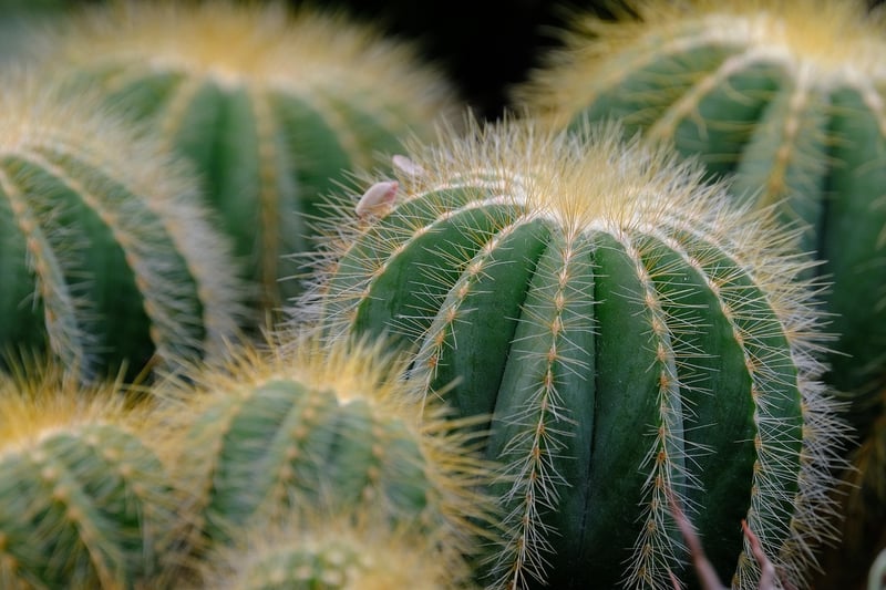 Aloe Vera Succulent